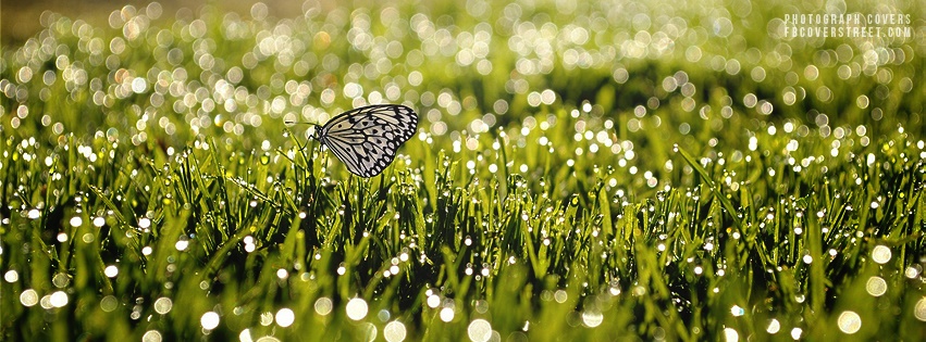 Butterfly 3 Facebook cover