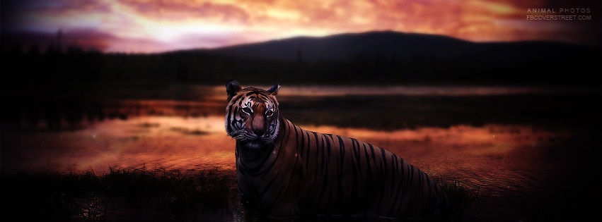 Tiger Sunset Facebook Cover