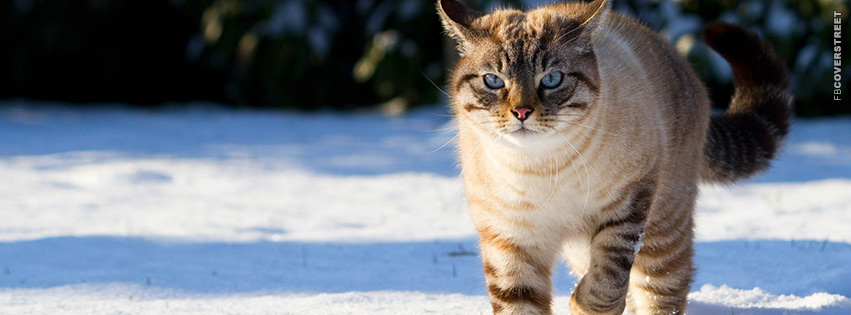 Blue Eyed Cat In Snow  Facebook Cover