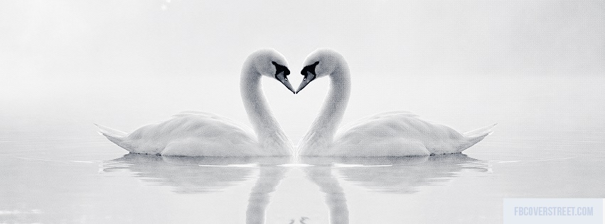 Swans Forming a Heart Shape Facebook cover