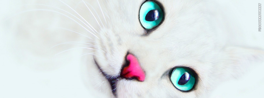 Blue Eyed White Cat  Facebook Cover