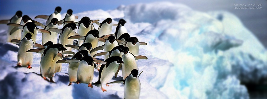 Penguins Getting Ready To Swim Facebook Cover