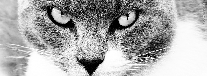 Mysterious Cat Eyes  Facebook Cover