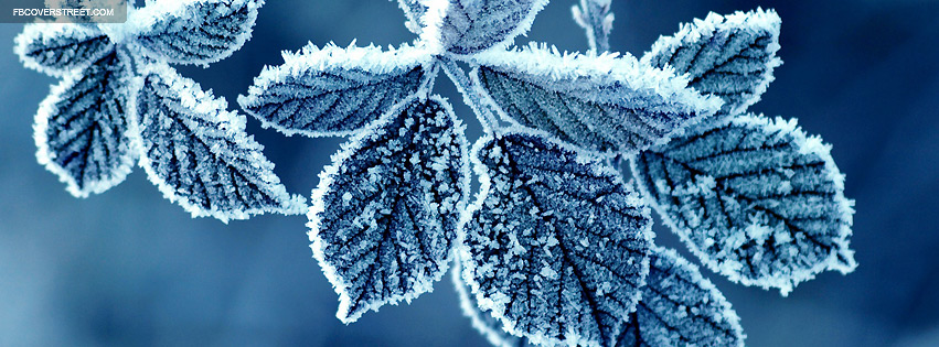 Frosted Frozen Leaves Photograph Facebook cover
