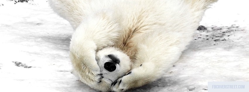 Polar Bear Facebook cover