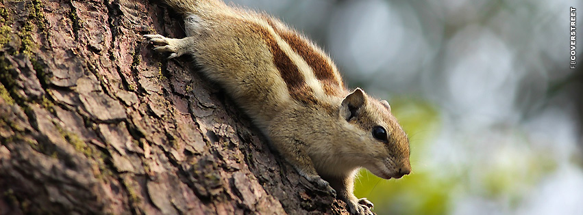 Squirrel On a Tree  Facebook cover