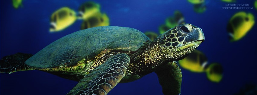 Sea Turtle Swimming Facebook Cover