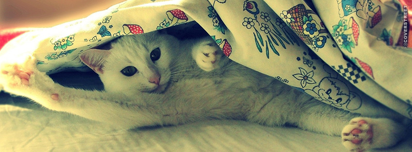 Cute Cat Under The Covers  Facebook Cover