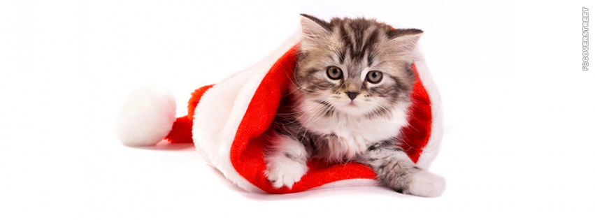 Christmas Kitty In Santa Hat  Facebook Cover
