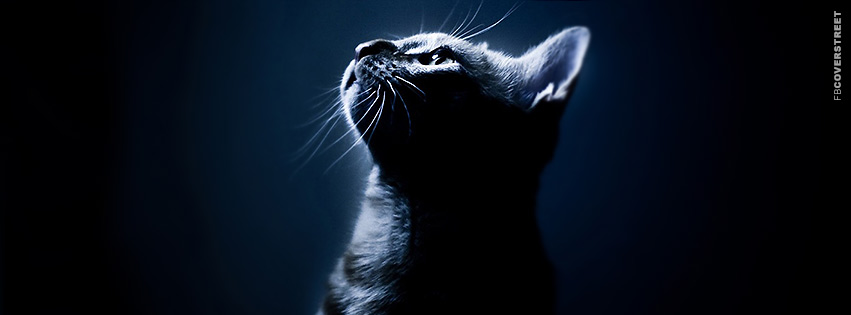 Amazing Cat Photo  Facebook Cover