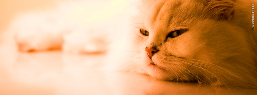 Lazy Tired White Cat  Facebook Cover