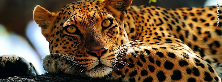 Leopard Resting In A Tree  Facebook cover