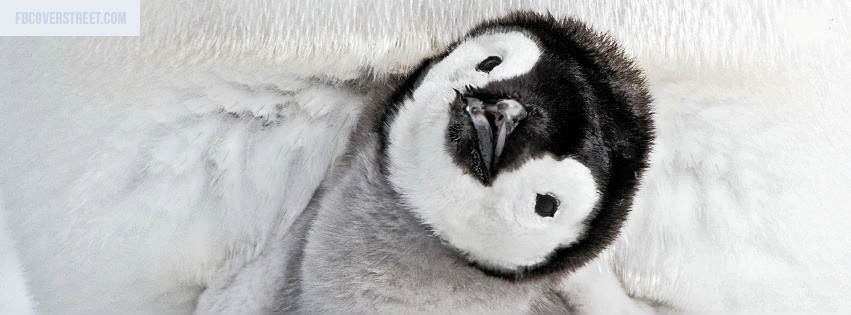 Baby Penguin Animal Facebook Cover