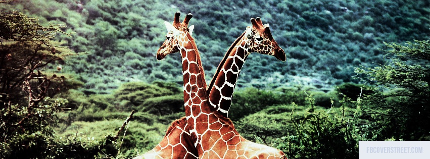 Giraffes Facebook cover