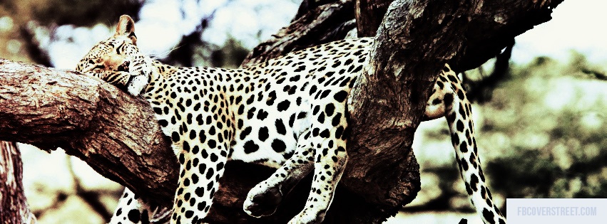 Sleeping Cheetah Facebook cover