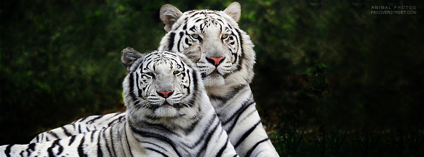 White Tigers Facebook Cover