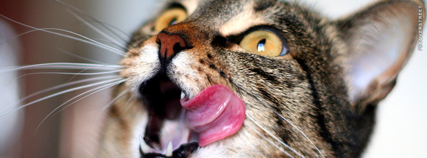 Hungry Cat Licking His Chops  Facebook Cover