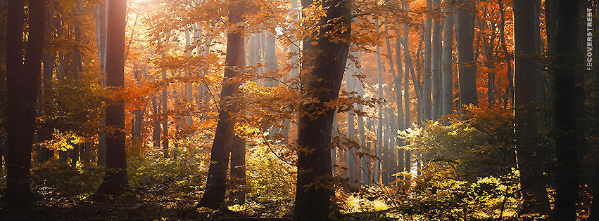Fall Forest 2 Facebook cover