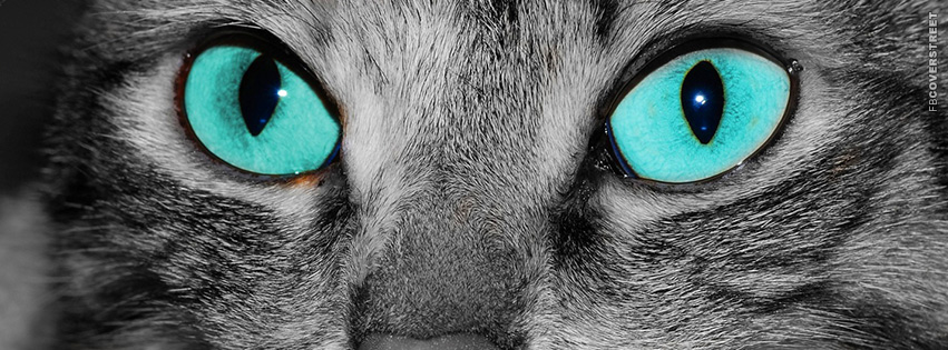 Blue Eyed Cat  Facebook Cover