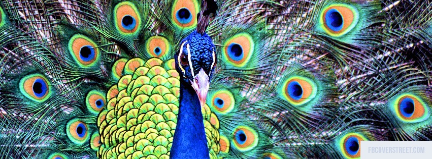 Peacock Facebook cover