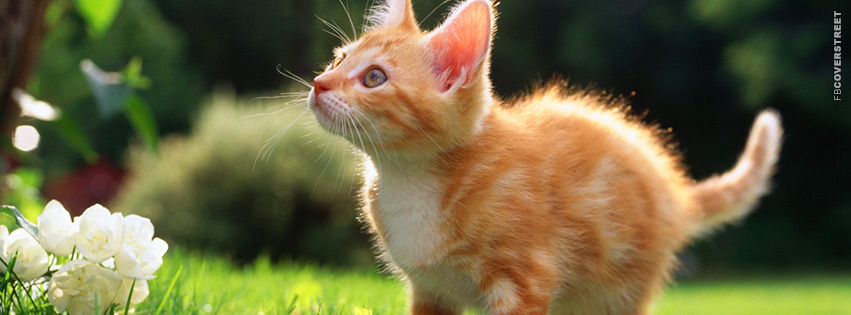 Adorable Orange Kitten  Facebook Cover