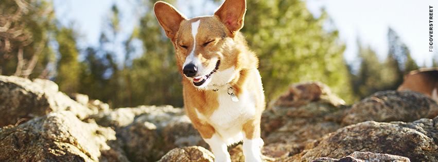 Smiling Dog Photograph  Facebook cover