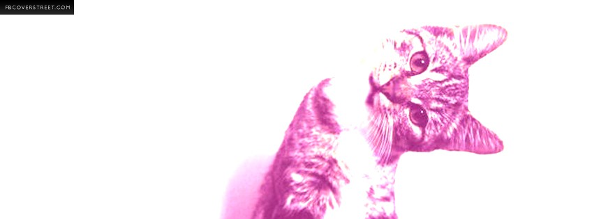 Pink Cat Tilting Head  Facebook Cover