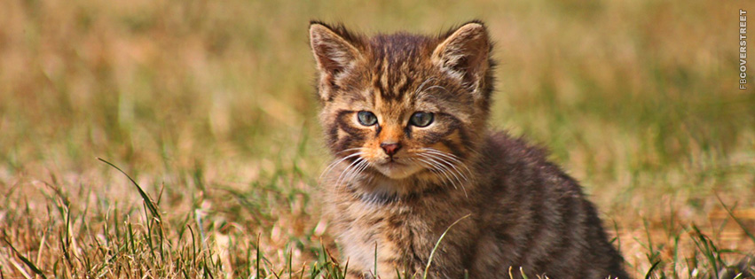 Fluffy Kitten In A Field  Facebook Cover