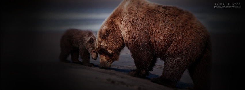 Bear & Cub Facebook cover