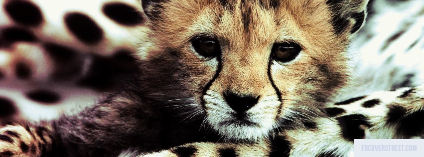 Cute Baby Leopard Facebook Cover