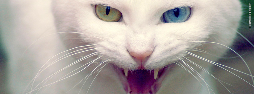 Angry Multicolor Eyed Cat  Facebook Cover
