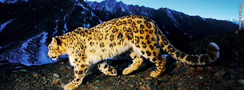 Snow Leopard Cover  Facebook cover