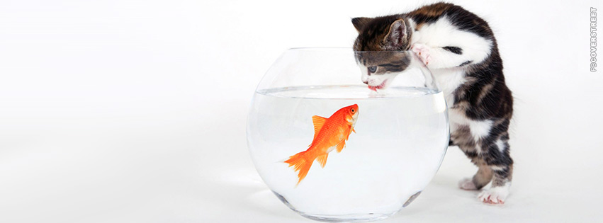 Kitten and a Goldfish  Facebook Cover