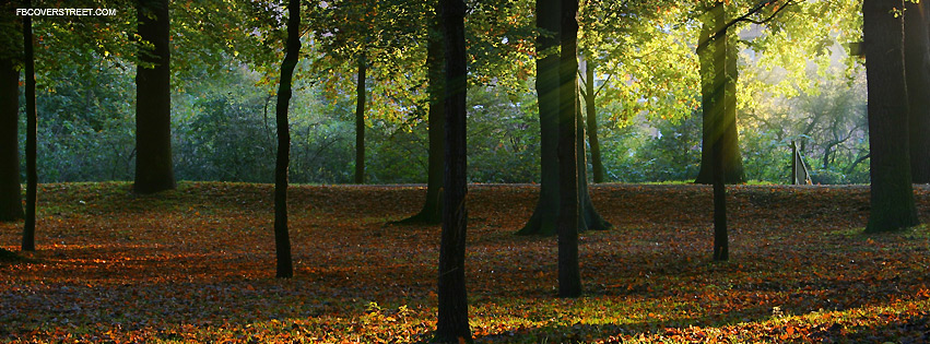 Autumn Forest Light Facebook cover