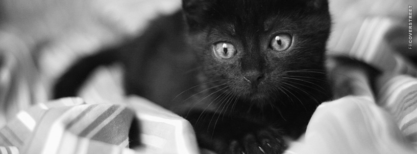 Gorgeous Black Kitten  Facebook Cover
