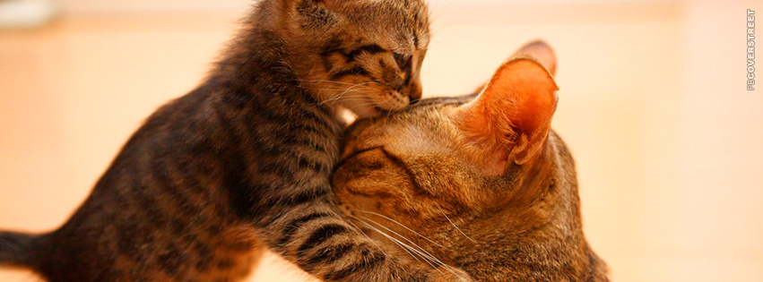 Kitten and Mother Love  Facebook Cover