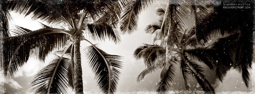 Vintage Palm Trees Facebook cover
