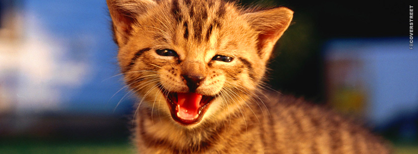 Crying Baby Kitten  Facebook Cover