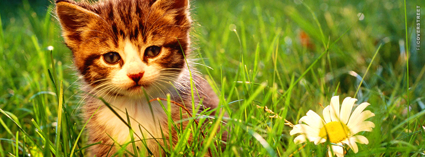 Cute Kitten In Grass  Facebook Cover
