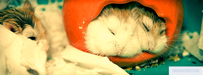 Cute Hamsters Sleeping Facebook cover