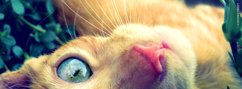 Kitty Laying On Its Back  Facebook Cover