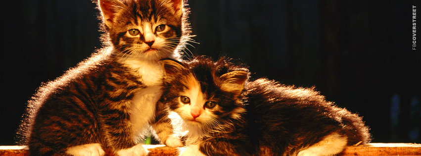 Newborn Cute Kittens  Facebook Cover