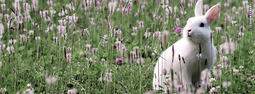 Rabbit In Flowers  Facebook cover
