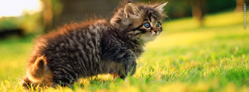 Fluffy Cute Kitten  Facebook Cover