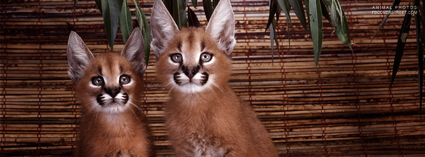 Two Caracals Facebook Cover