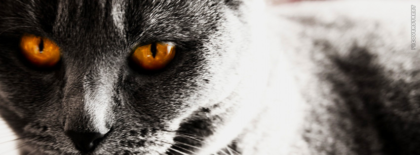 Grey Cats Orange Eyes Facebook Cover