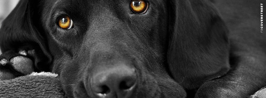 Tired Dog Facebook cover