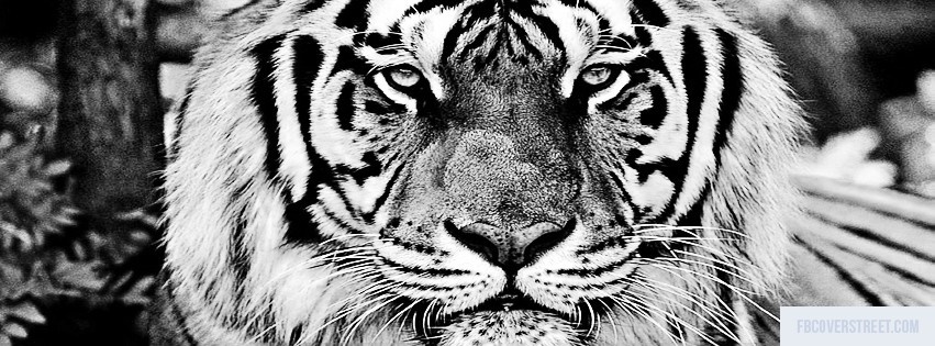 Tiger 3 Facebook Cover