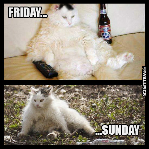 Friday to Sunday Drunk Weekend Cat Facebook picture