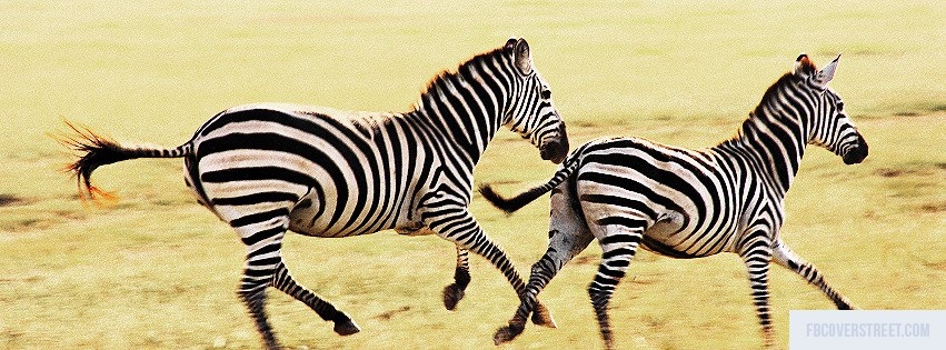 Zebras Facebook cover